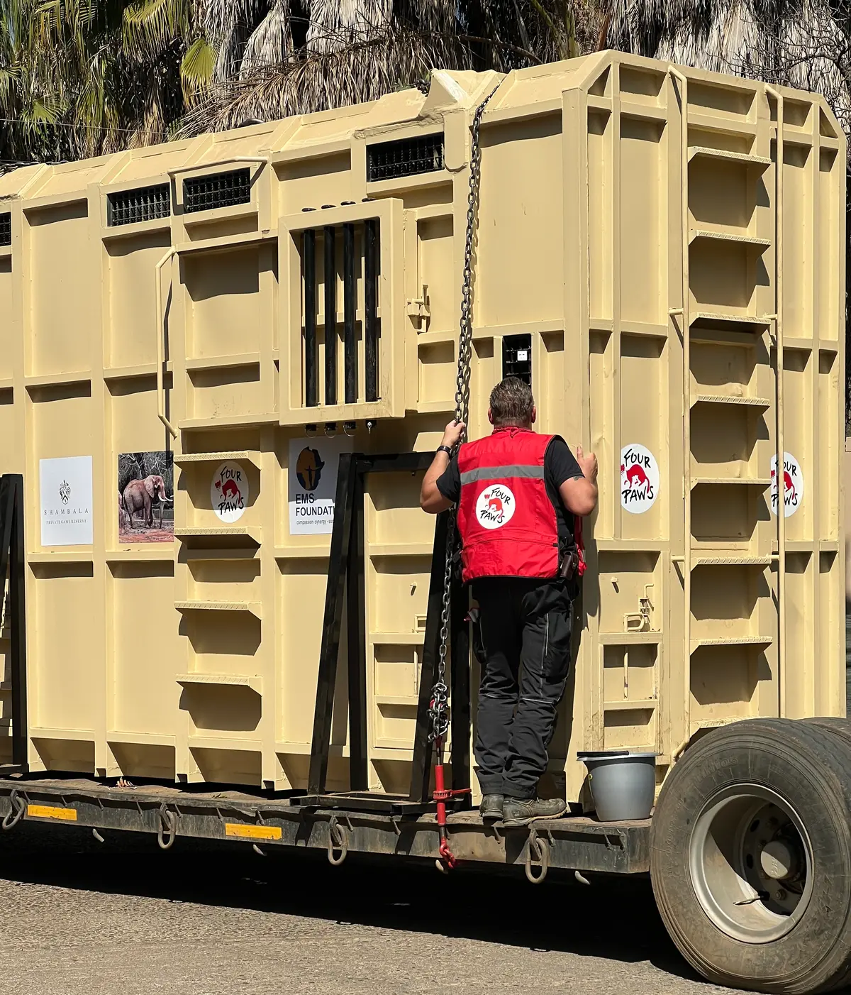 Доктор Фрэнк Гоэртиз из организации Four Paws International осматривает Думу, пока грузовик готовится к вывозу ящика из зоопарка. (Courtesy of The Elizabeth Margaret Steyn Foundation)