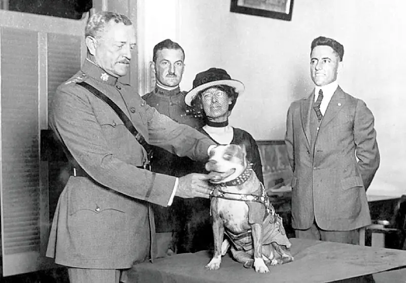 Стабби получает очередную награду. (Public domain)