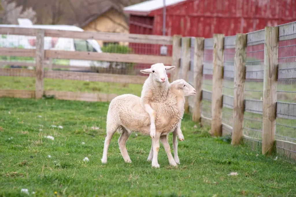 Жанна и Маргаретта играют вместе, май 2024 г. (Farm Sanctuary)