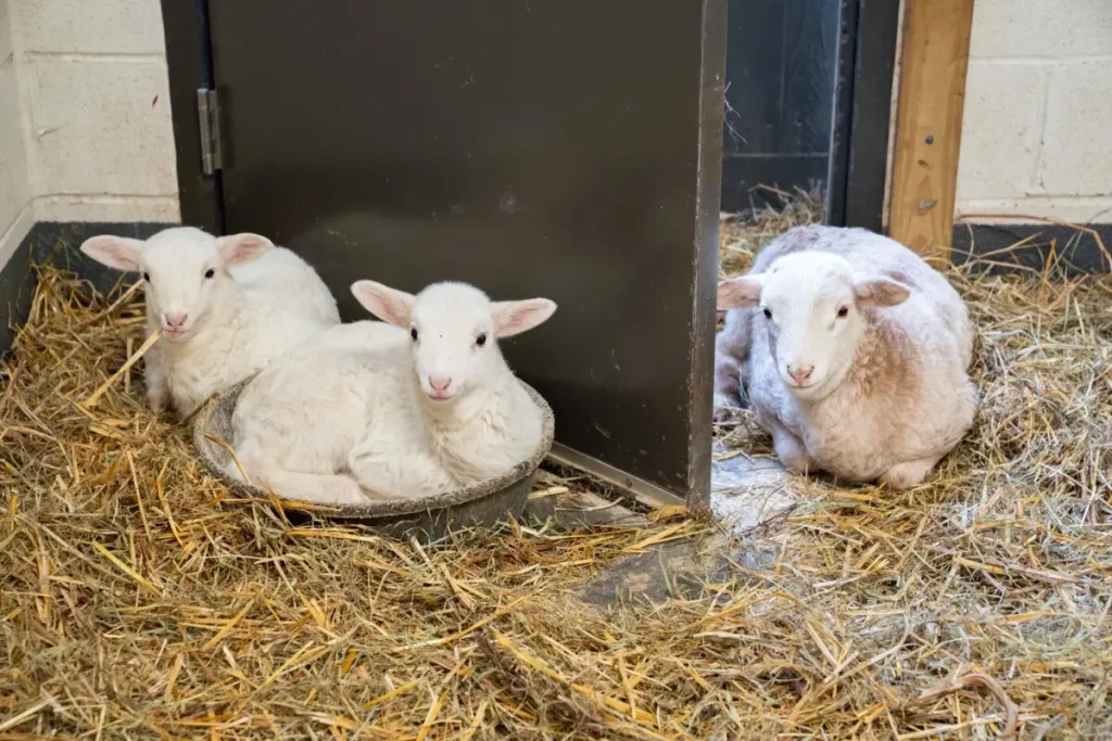 Близнецы Жанна и Маргаретта и ягнёнок Самсон отдыхают после игр. (Farm Sanctuary)