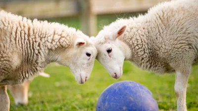Овечку забрали от мучителя, теперь у неё родились дочки-близнецы. (Farm Sanctuary)