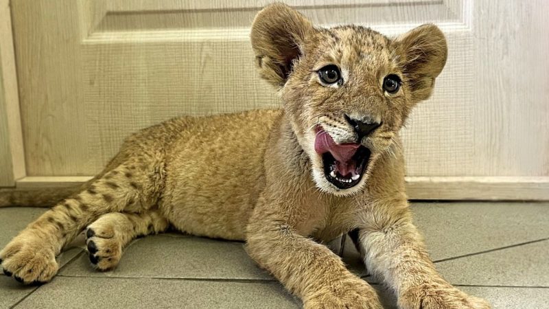 (Фото: t.me/rostov_zoo_official)