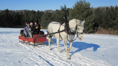 лошадь
