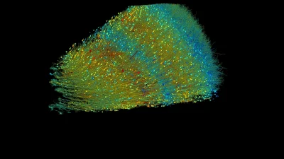(Фото: Google Research и Lichtman Lab)