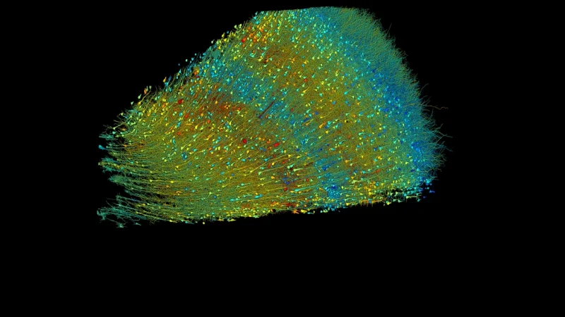 (Фото: Google Research и Lichtman Lab)