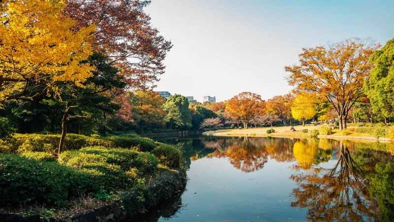 Осень в парке Китаномару. (Sanga Park/iStock/Getty Images)