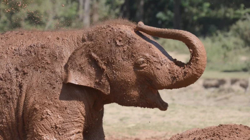 Слоны в Elephant Nature Park. (Kevin Revolinski)
