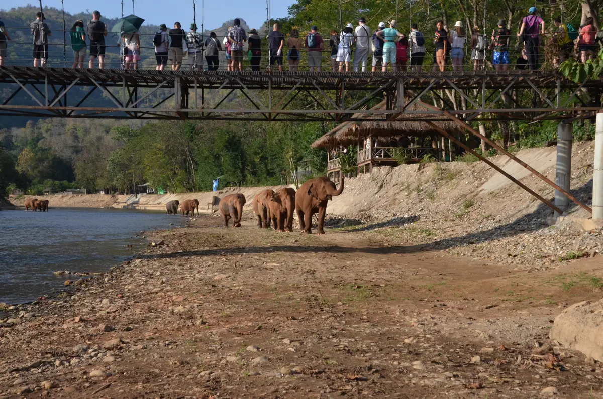 В природном парке Elephant Nature Park у туристов есть возможность понаблюдать за слонами в их естественной среде обитания. (Kevin Revolinski)