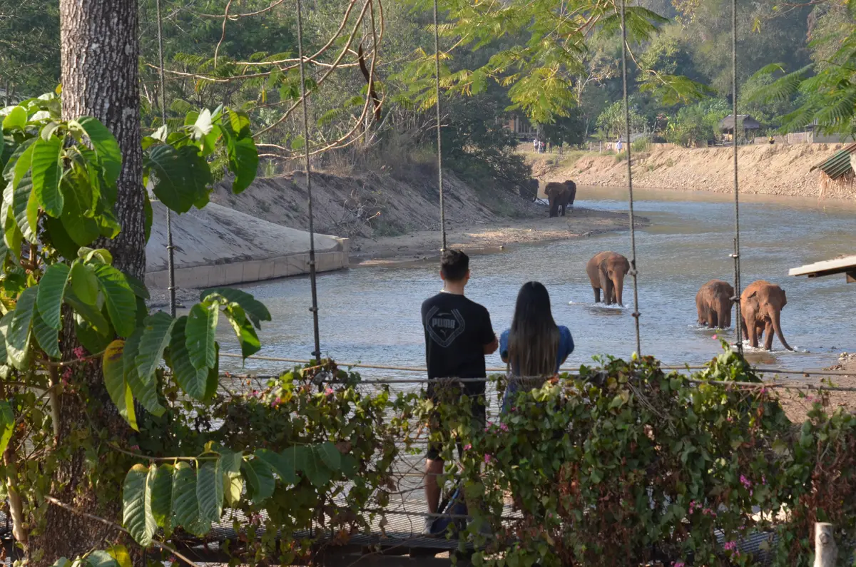 Для большинства этих слонов природный парк Elephant Nature Park — единственное место, где им когда-либо предоставлялась свобода. (Kevin Revolinski)