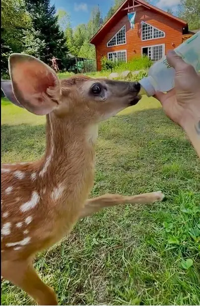 Джефф Летендр кормит Фею (Courtesy of Jeff Letendre).