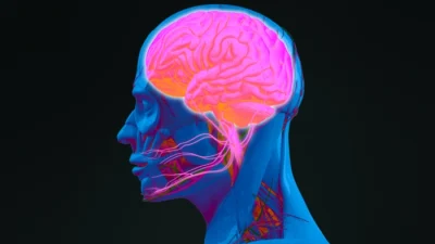 Анатомия человека, неврология. Профиль головы и боковой разрез мозга. (Anatomy Image/Shutterstock)