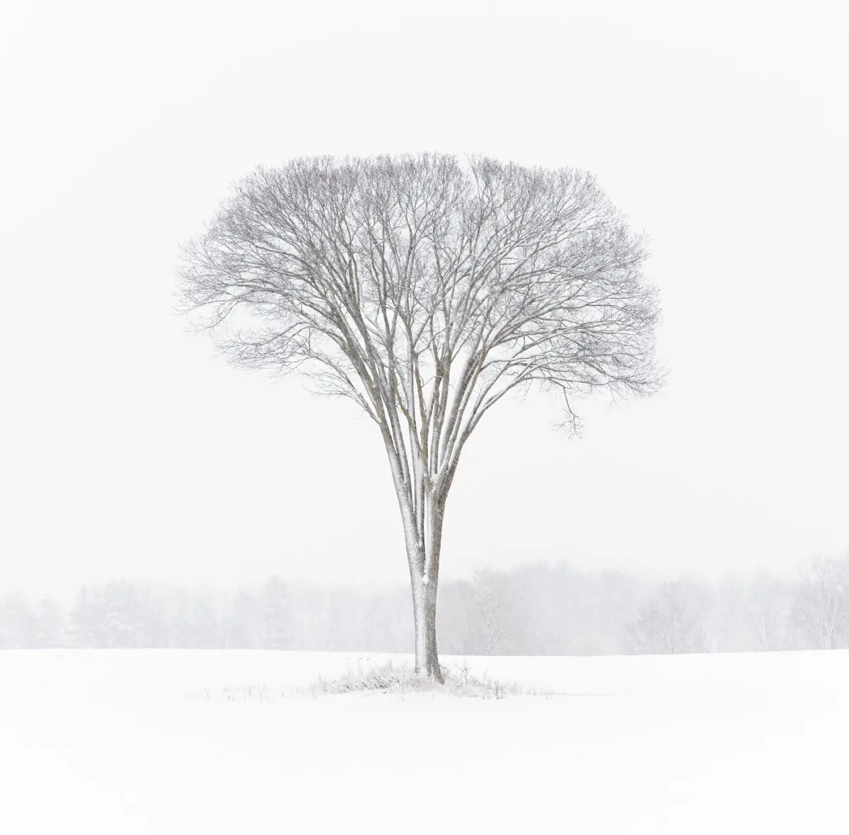 «Зимний вяз в снежную бурю», автор Эндрю Мельзински. (Courtesy of The 11th International Landscape Photographer of the Year)