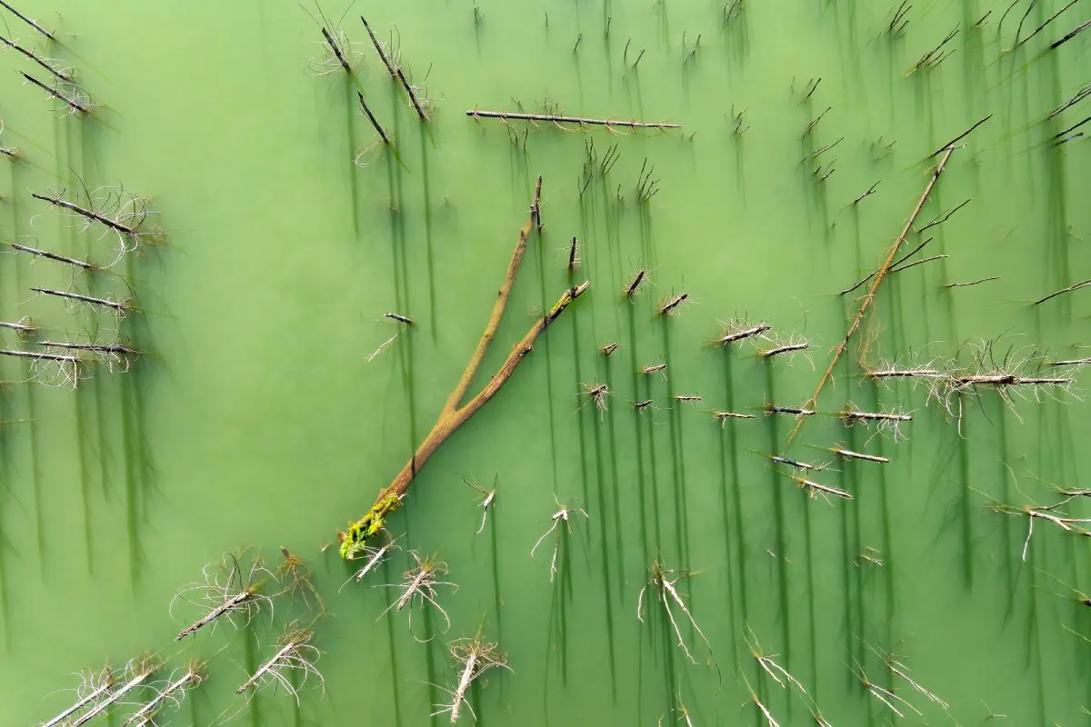 «Шёпот затонувших деревьев», автор Георге Попа. (Courtesy of The 11th International Landscape Photographer of the Year)