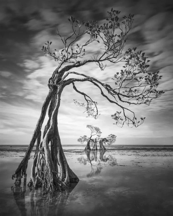 Работа Джастинуса Сукотжо «Материнская забота». (Courtesy of The 11th International Landscape Photographer of the Year)