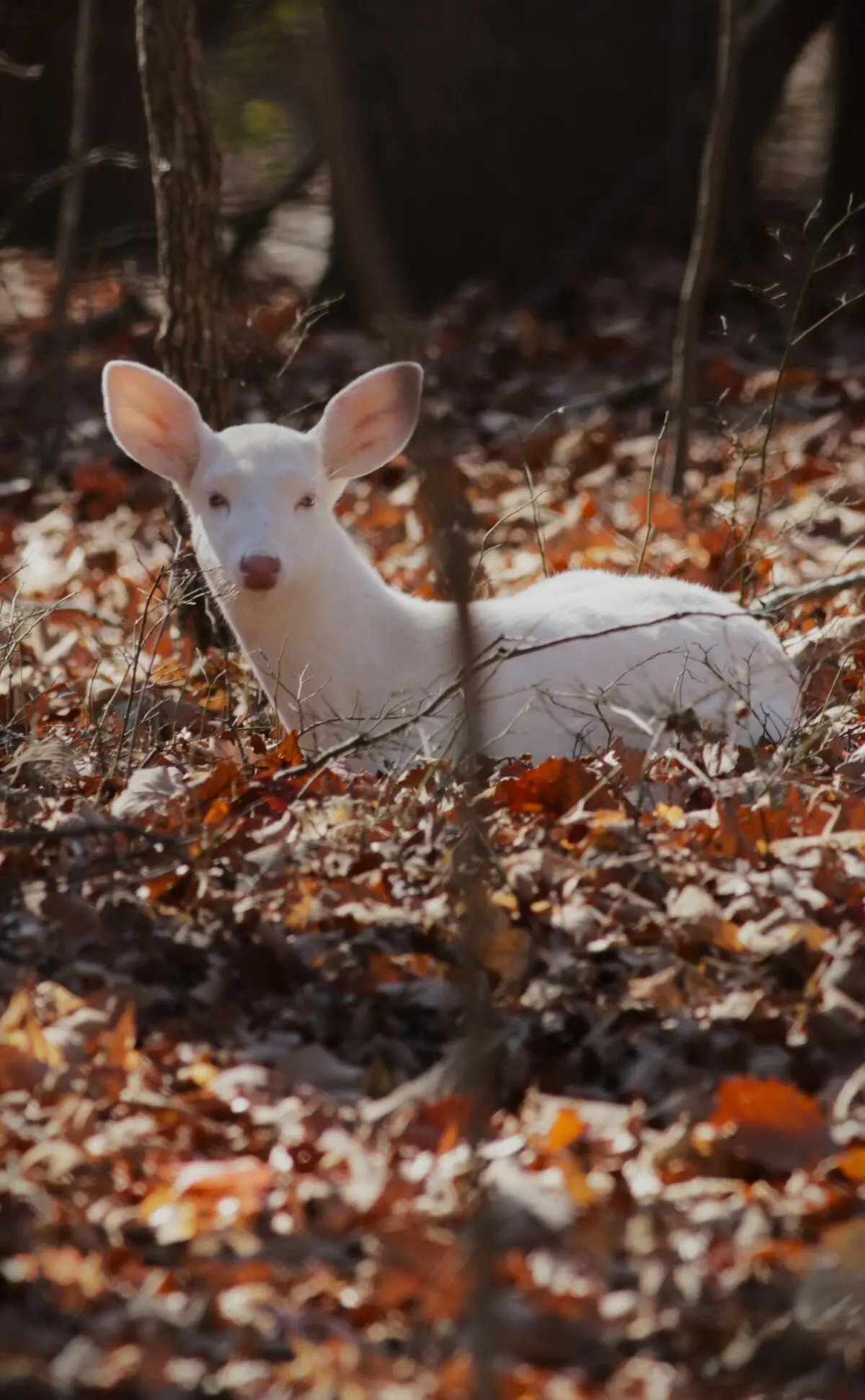 Белый олень в детстве (John Ireland/Courtesy of North Carolina Zoo).