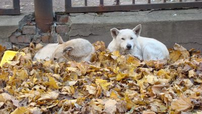 Бездомные белые собаки на листве. (pxhere.com/ССО)
