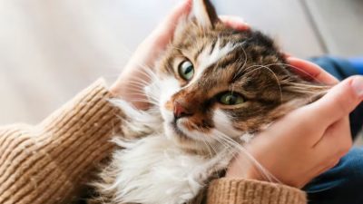 Аллергия может быть изнурительной для тех, кто ею страдает — тем более, если причиной аллергической реакции является любимый питомец. (evrymmnt via Shutterstock)