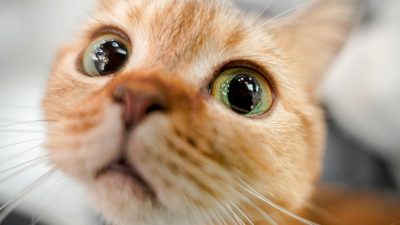 Кошки известны как независимые животные, но они способны устанавливать тесные связи, как с людьми, так и с другими животными. (Yang via Unsplash)