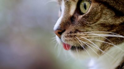Кошки имеют долгую историю взаимоотношений с людьми, насчитывающую более 9000 лет. (Pixabay)
