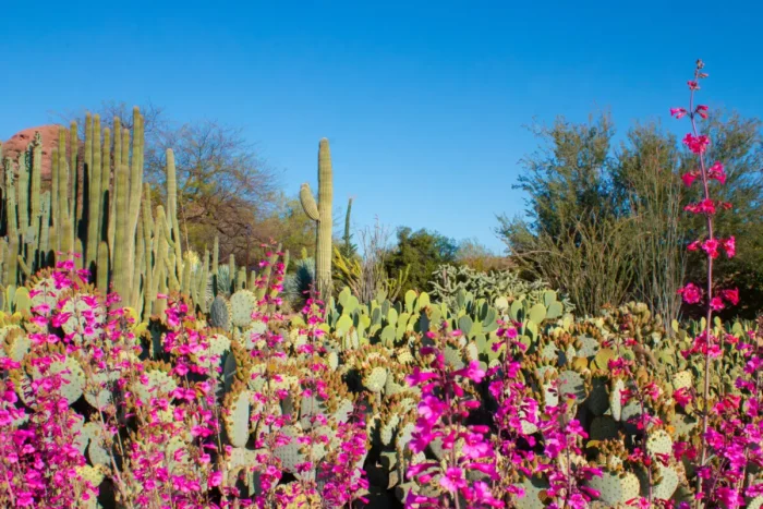 (Courtesy of Desert Botanical Garden)