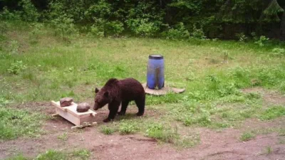 Камера охотника зафиксировала медведя в Пабрадских лесах, спокойно поедающего корм для животных в Пабраде, Литва, 18 июня 2025 года. (Paulius Peciulis via AP)
