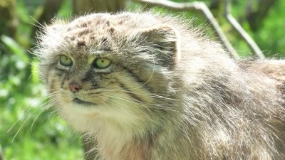 Манул. Дикая кошка. 
 (pxhere.com/ССО)
