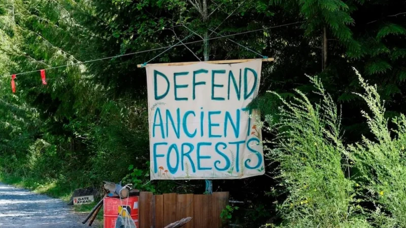 Плакат у входа в блокпост «Эдем» в Fairy Creek. (The Canadian Press/Jen Osborne)
