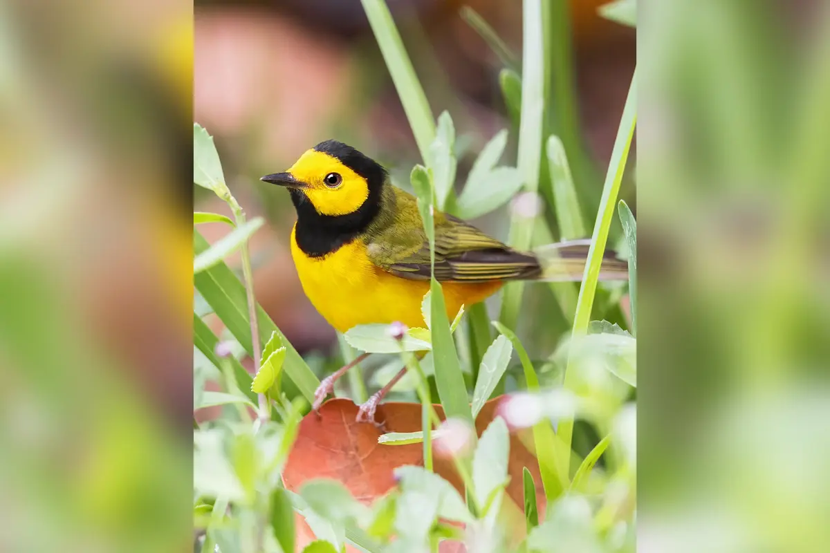 Капюшонная пеночка. (Courtesy of Tony Dvorak)