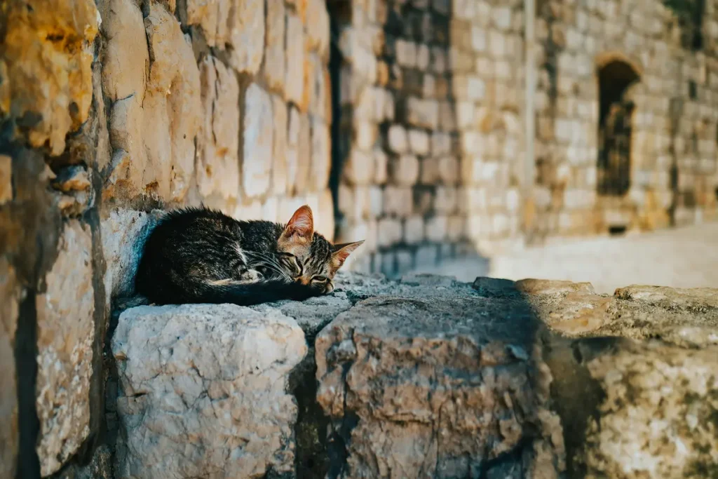 Котёнок спит на стене в Старом городе. (Miha Rekar/Unsplash)