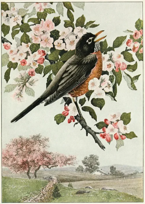 Иллюстрация с изображением поющей американской малиновки из книги Bird-Lore 1899 года Национальной ассоциации обществ Одюбона по защите диких птиц и животных. Интернет-архив. (Public Domain)