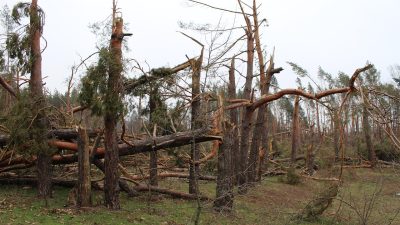Поваленный сосновый лес. (pixabay.com/ССО)
