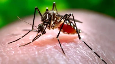 Самку комара Aedes aegypti кормят человеческой кровью в Атланте. Фотография сделана в 2006 году Центрами по контролю и профилактике заболеваний. (Centers for Disease Control and Prevention/James Gathany via AP)