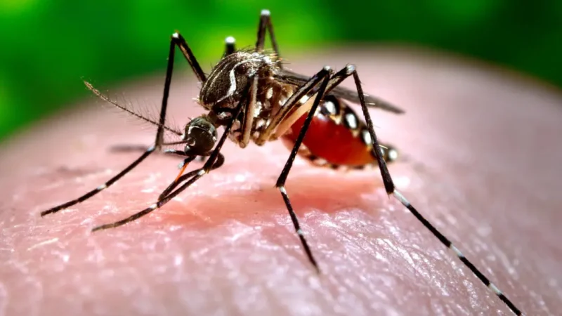 Самку комара Aedes aegypti кормят человеческой кровью в Атланте. Фотография сделана в 2006 году Центрами по контролю и профилактике заболеваний. (Centers for Disease Control and Prevention/James Gathany via AP)