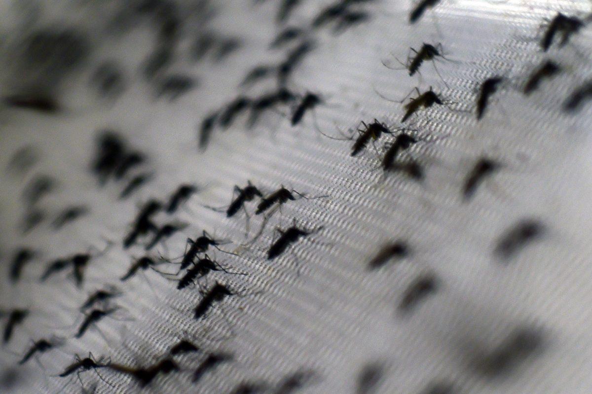 Комары Aedes aegypti, заражённые бактерией Wolbachia, которая снижает риск заболеваний, переносимых комарами, таких как лихорадка денге и чикунгунья, за счёт сокращения продолжительности жизни взрослых особей, влияния на размножение комаров и препятствования репликации патогенов, в фонде Освальдо Круза в Рио-де-Жанейро, 2 октября 2014 года. (Christophe Simon/AFP/Getty Images)