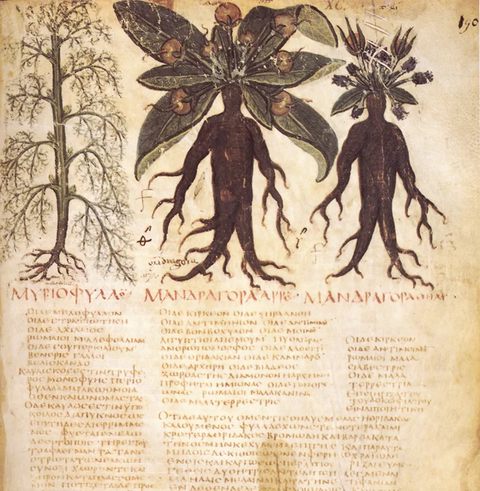 Растение мандрагора (дуда), изображённое в медицинской книге VII века н. э. (public domain)