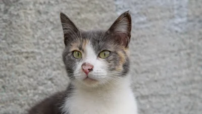 Кошки, которые не могут чувствовать запахи, не едят. (kke/Shutterstock)
