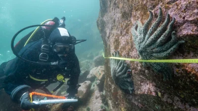 Учёные разгадали тайну гибели более 5 млрд морских звёзд