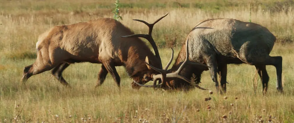 Битва двух лосей в фильме «Американский юго-запад». (Fin & Fur Films)