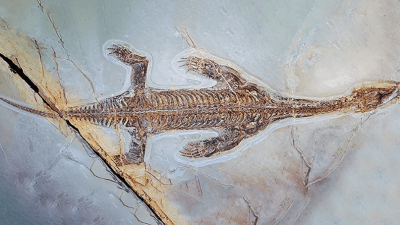 ( Скриншот фото/Swiss Journal of Palaeontology 2025/licenses/by/4.0)