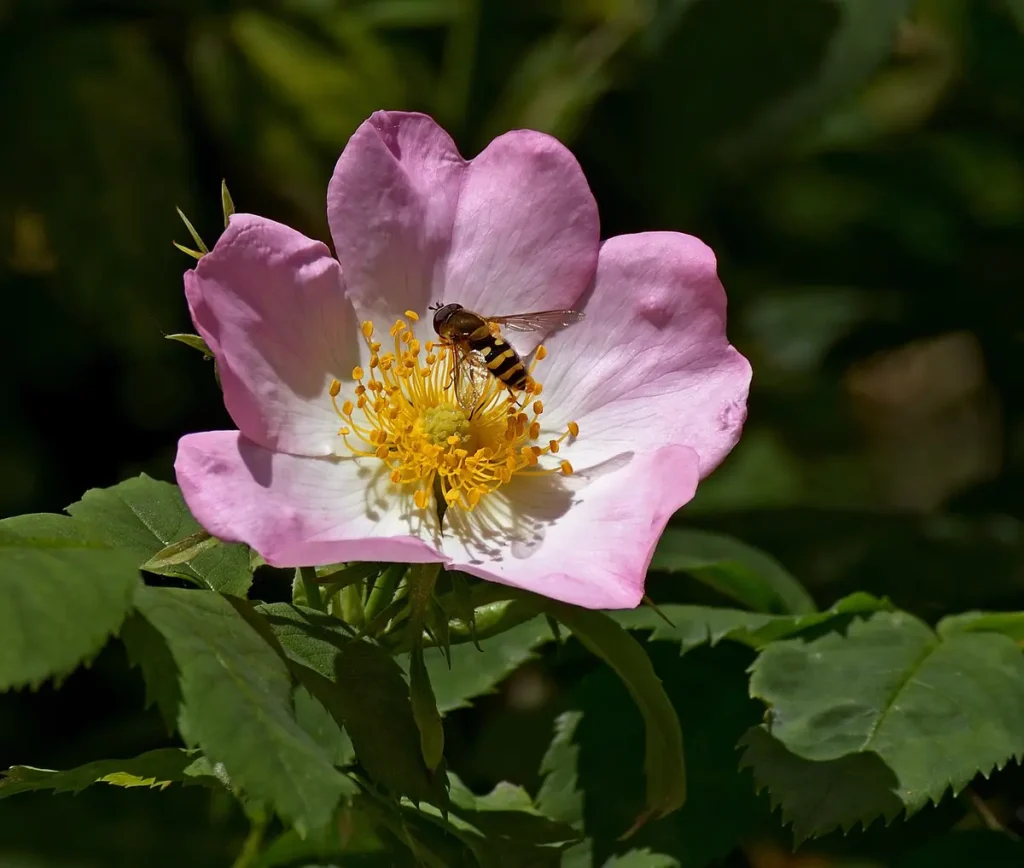 Оса садится на цветок дикой розы. (Ввласенко/CC BY-SA 3.0)