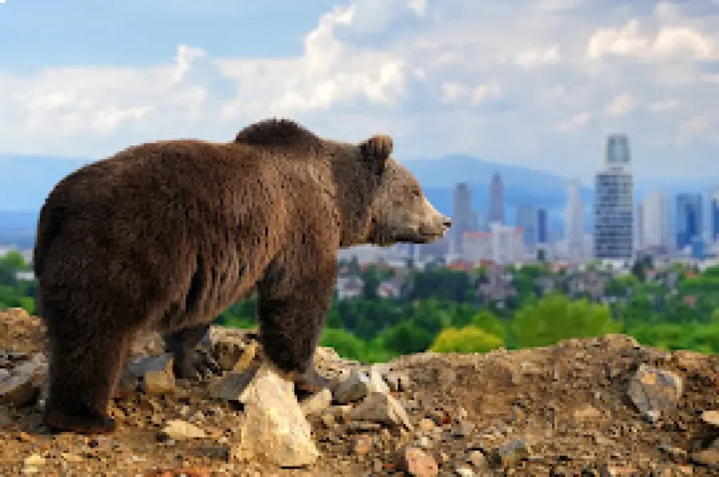 Медведь раздумывает над походом в близлежащий город. (Courtesy of Volodymyr Byrdyak/Dreamstime)