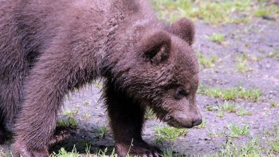 Камчатский медведь.  (pxhere.com/ССО)