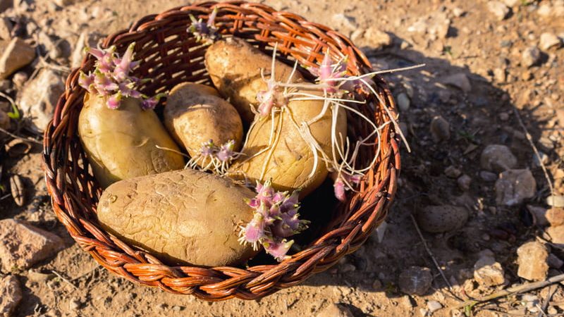(Liountmila Korelidou via Dreamstime)