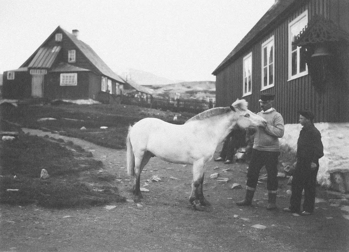 Фотография единственной лошади в Гренландии, существовавшей в то время, 1906 год. (National Museum of Denmark/Unsplash)