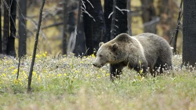Бурый медведь. (pxhere.com/ССО)