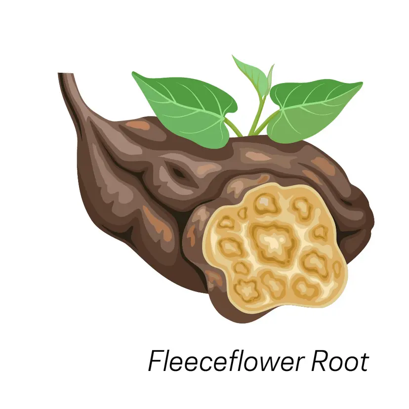 Корень калгана (лапчатки прямостоячей) Fleeceflower Root.
