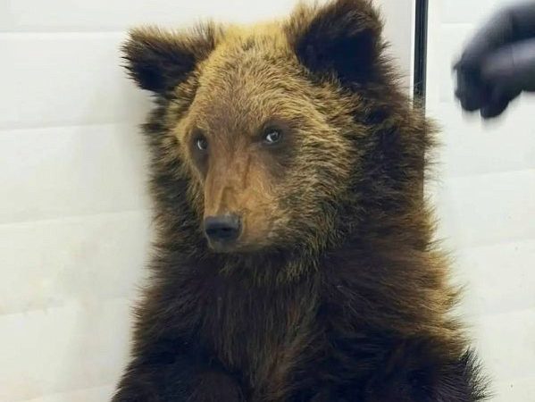 Маленький истощенный медвежонок в пластиковом контейнере на КБЖД в Иркутской области.