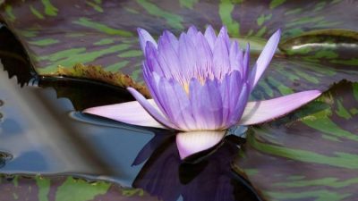 Цветок голубого лотоса (Nymphaea caerulea), запрещённый к выращиванию в России