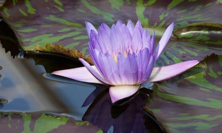 Цветок голубого лотоса (Nymphaea caerulea), запрещённый к выращиванию в России