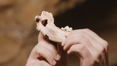Почти 16 тыс. лет собаки являются неотъемлемой частью жизни человека